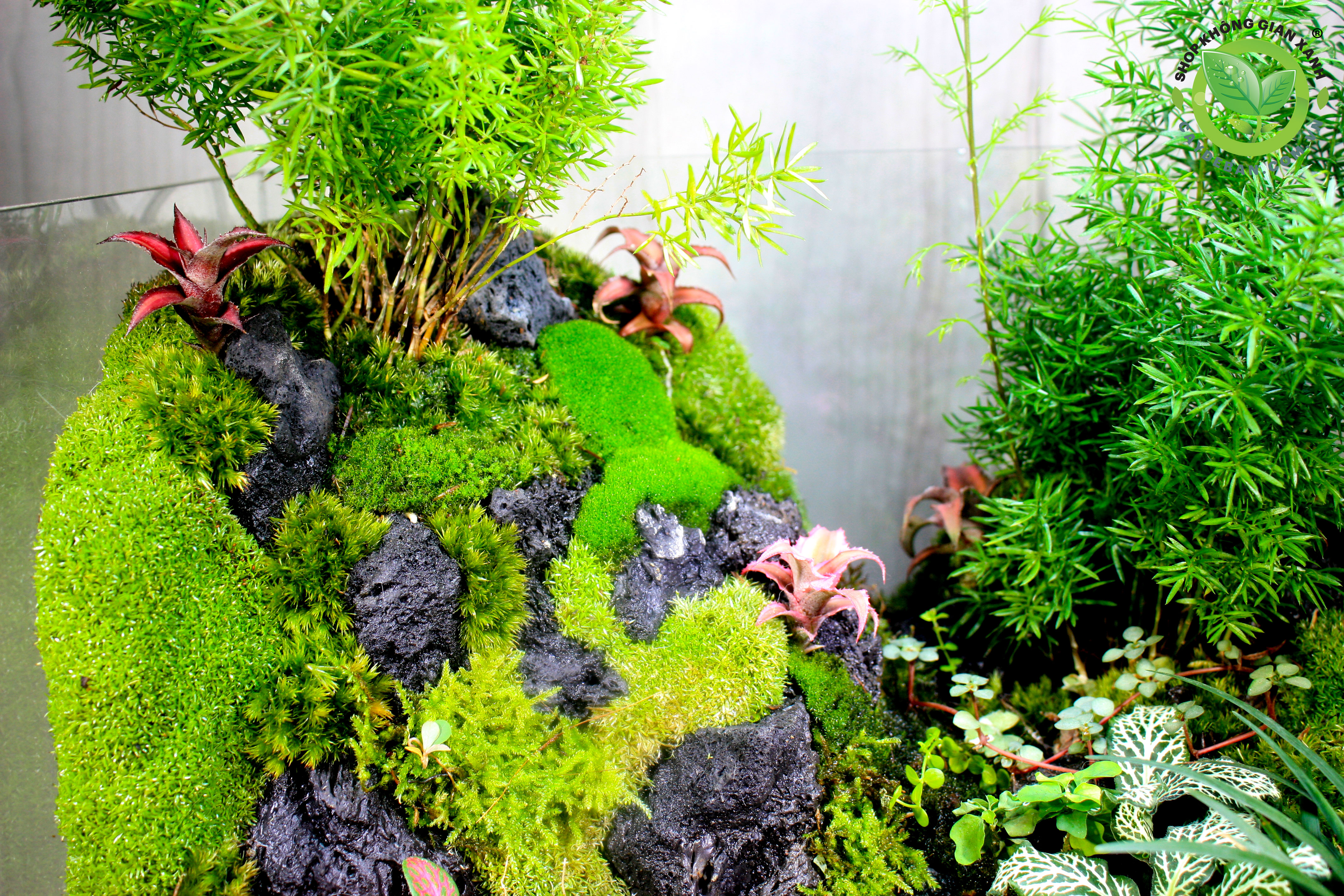 Paludarium - Bán cạn Đồi Trúc 30.25.35